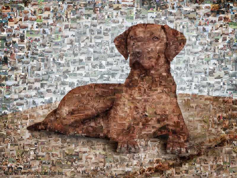 Mozaikkép a kedvenc kutyánkról, macskánkról